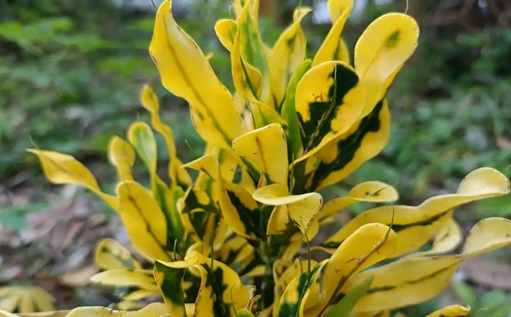 葉子下垂處理 葉子下垂處理