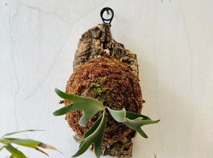 鹿角蕨樹皮選擇 鹿角蕨樹皮選擇