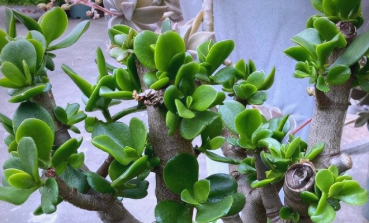 植物葉子下垂 植物葉子下垂