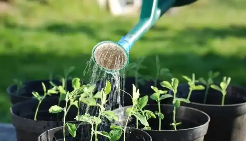 自來水澆花 自來水澆花