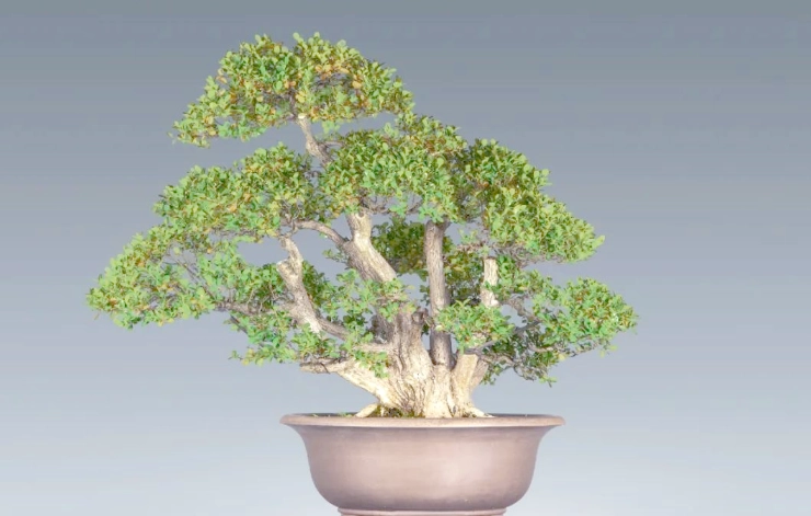 珍珠柏照顧方法 珍珠柏照顧方法