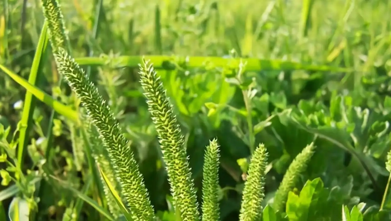 禾本科植物種類