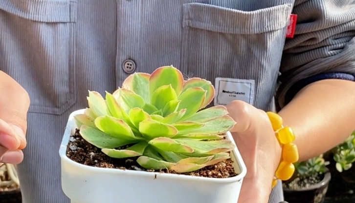 多肉植物照顧 多肉植物照顧