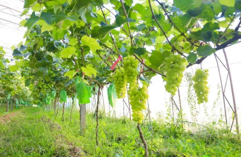 萄葡病虫害防治