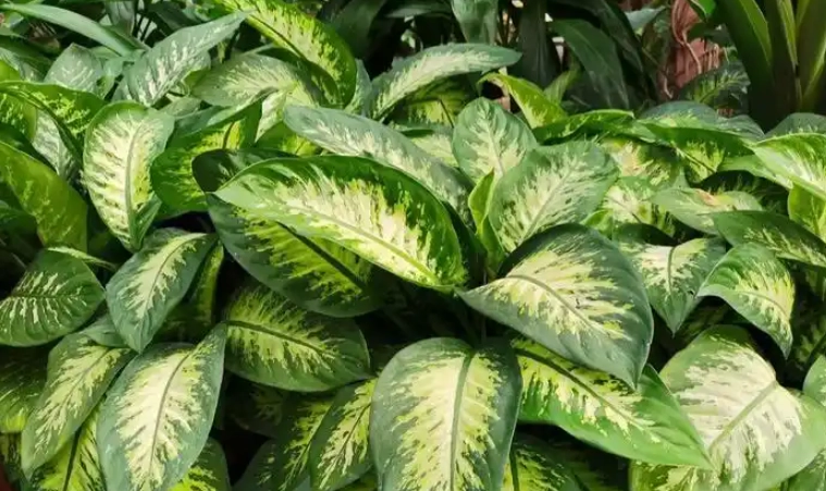 花葉萬年青毒性 花葉萬年青毒性