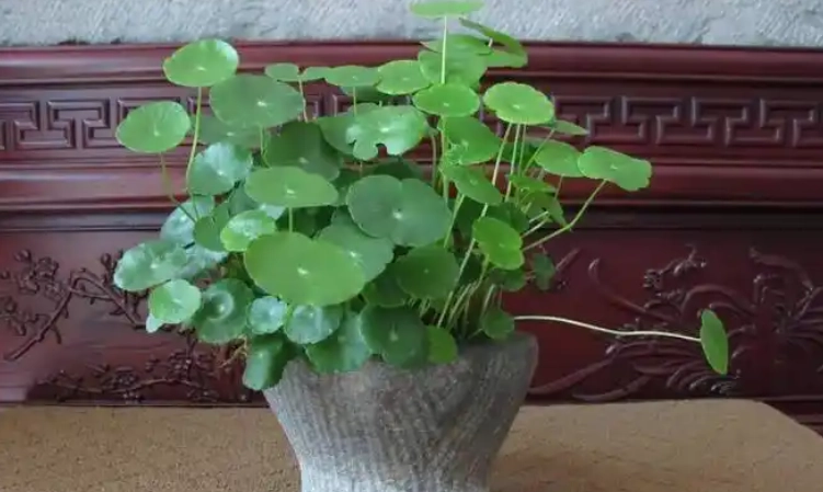 金錢草種植技巧 金錢草種植技巧