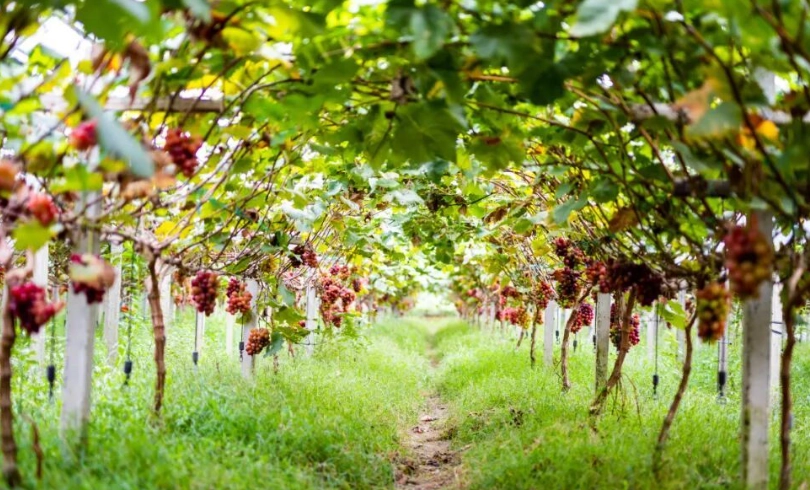 台湾萄葡种植