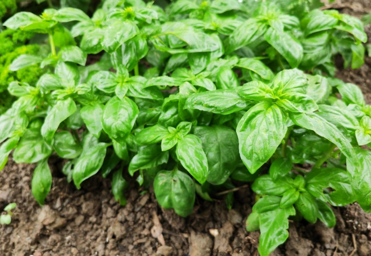 羅勒栽培技巧 羅勒栽培技巧