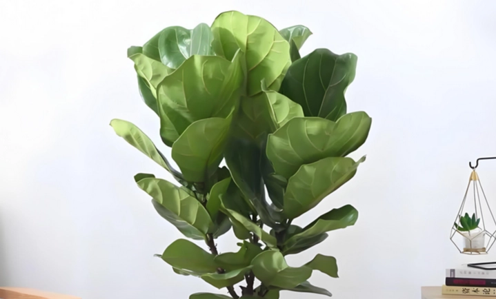 琴葉榕新葉不生長 琴葉榕新葉不生長