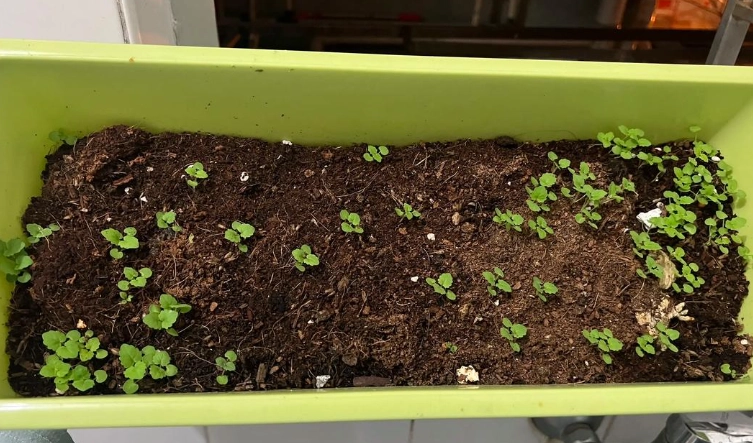 薄荷種子種植技巧 薄荷種子種植技巧