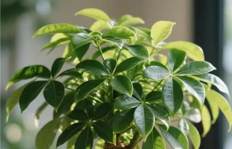 發財樹養護技巧 發財樹養護技巧