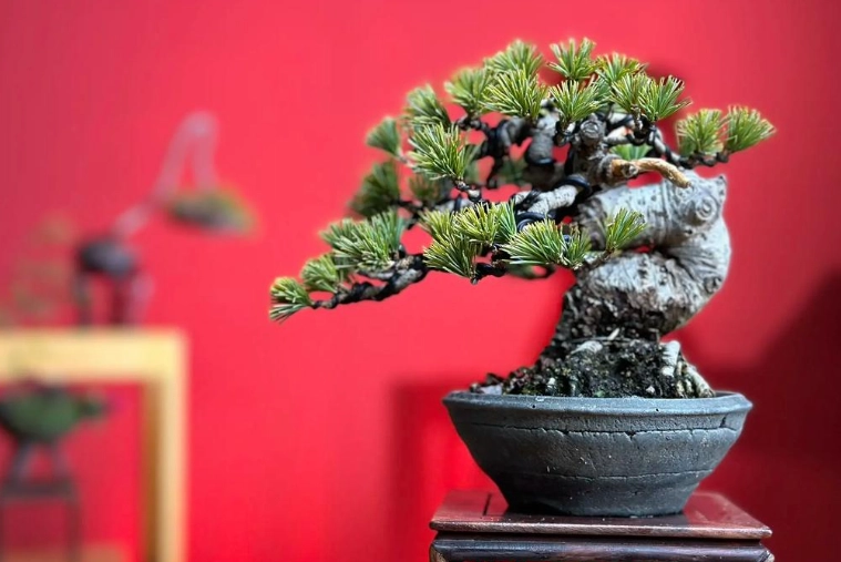 如何區分黑松五葉松