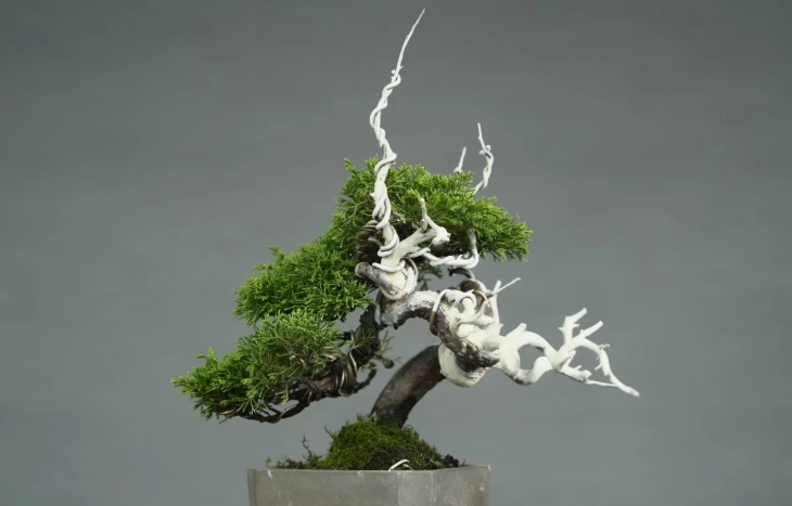 真柏盆栽價格 真柏盆栽價格