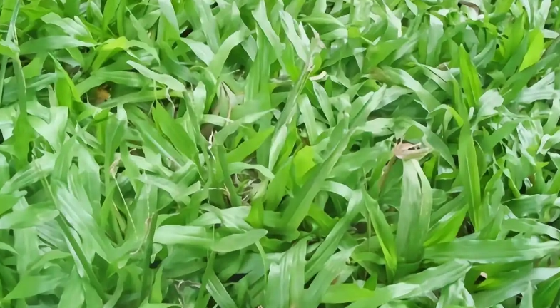 禾本科植物種類