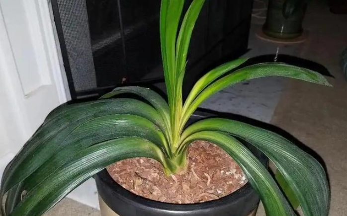 葉子變軟下垂處理