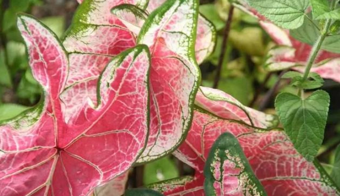 黛粉葉繁殖方法