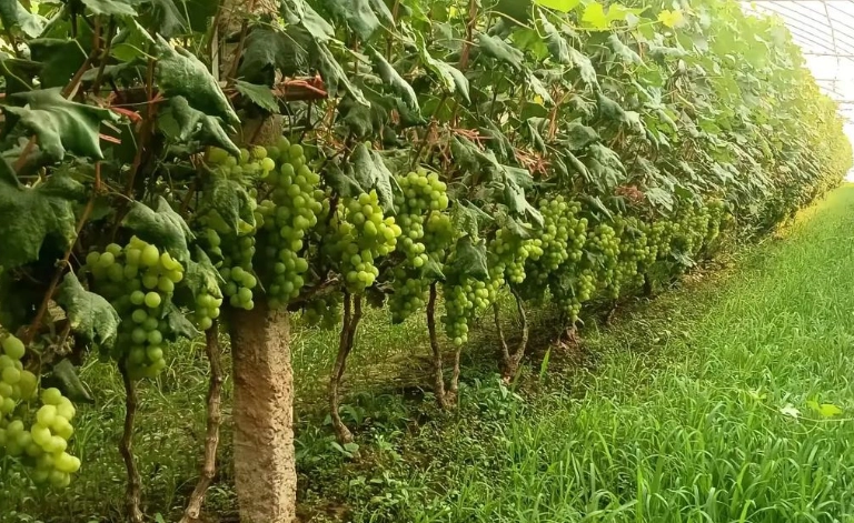 葡萄種植方法 葡萄種植方法