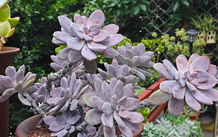 多肉植物繁殖 多肉植物繁殖