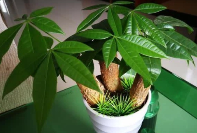 發財樹分株方法