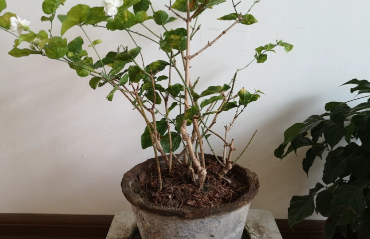 植物換盆後護理