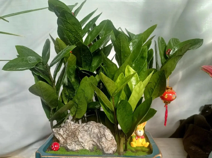 金錢樹修剪方法 金錢樹修剪方法