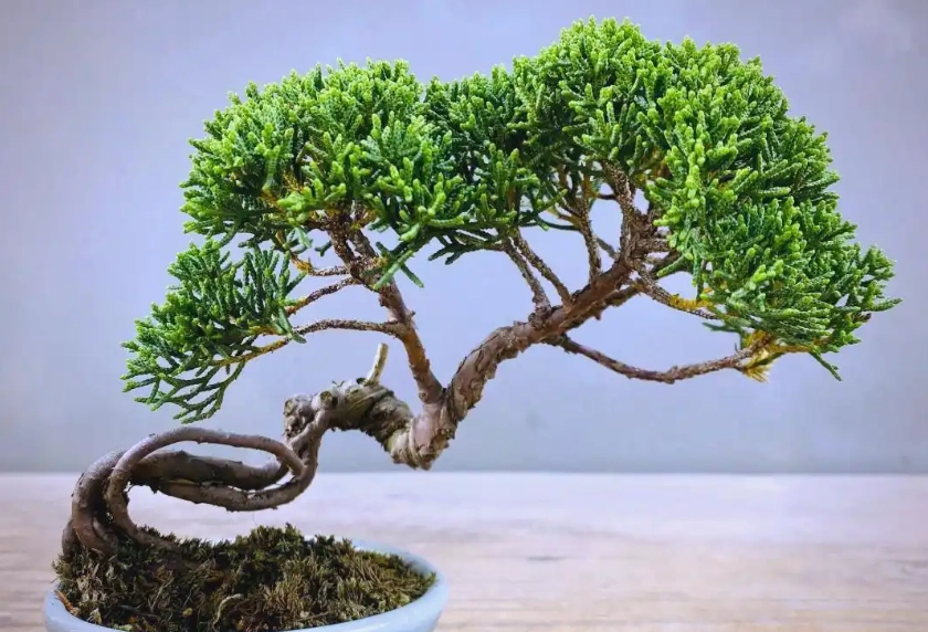 真柏盆栽問題解決 真柏盆栽問題解決