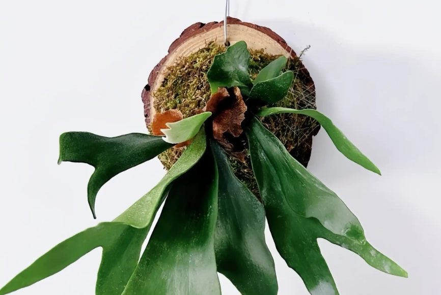 鹿角蕨樹皮選擇 鹿角蕨樹皮選擇