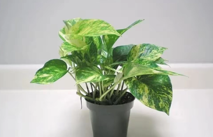 黃金葛寵物安全 黃金葛寵物安全