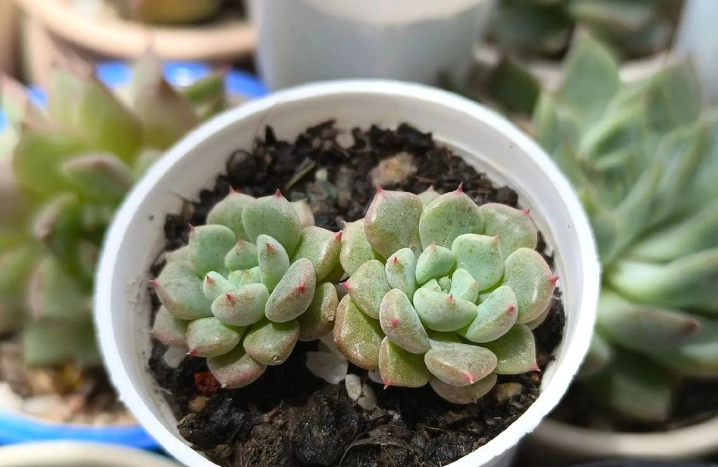 多肉植物照顧 多肉植物照顧