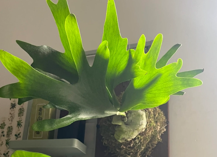 蕨類植物上板 蕨類植物上板