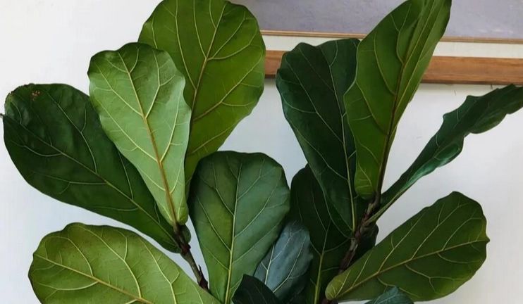 琴葉榕新葉不生長 琴葉榕新葉不生長