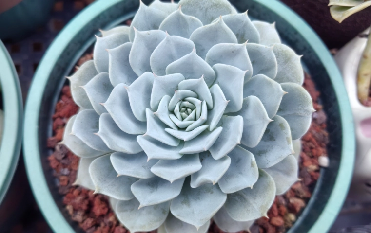 多肉植物葉片變薄原因 多肉植物葉片變薄原因