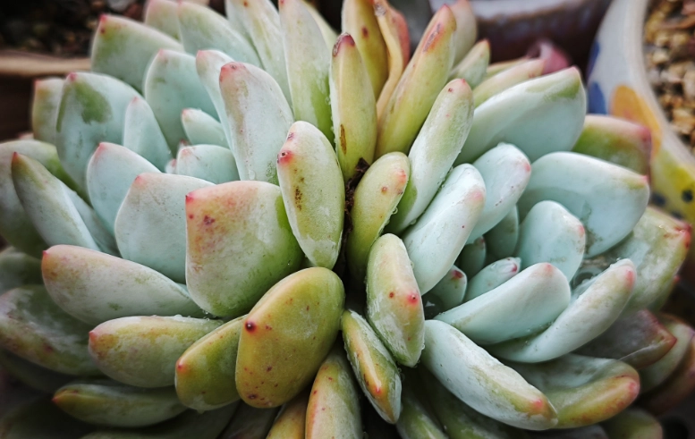 多肉葉片變薄處理 多肉葉片變薄處理