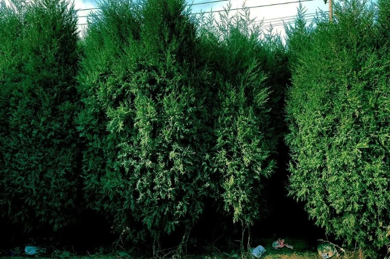 柏樹種植方法 柏樹種植方法