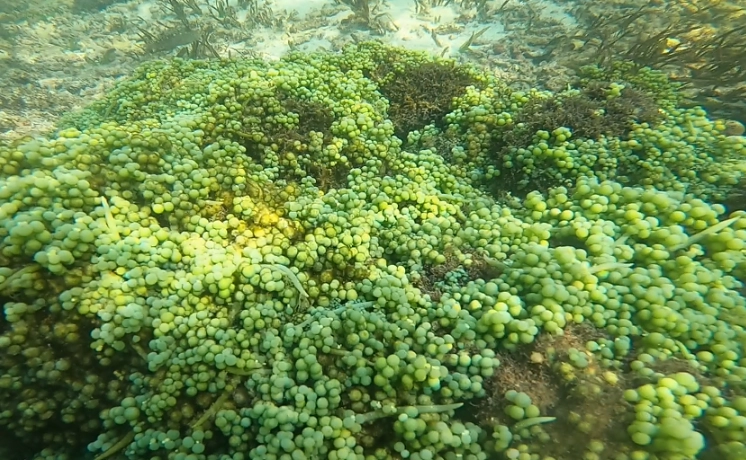 海藻種植條件 海藻種植條件