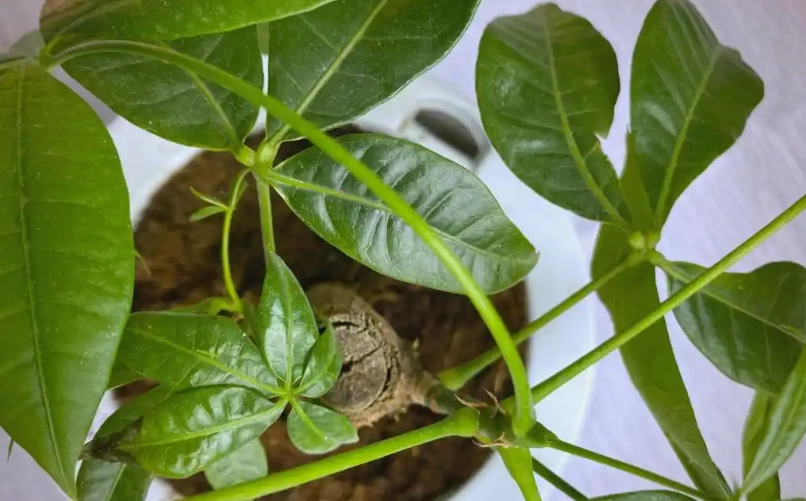 發財樹施肥技巧