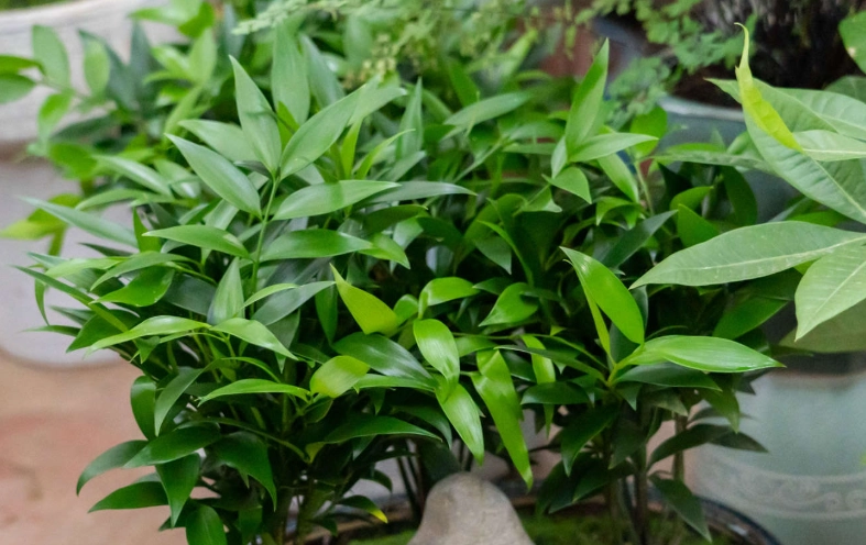 竹柏病蟲害防治