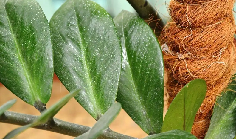 植物葉子下垂 植物葉子下垂
