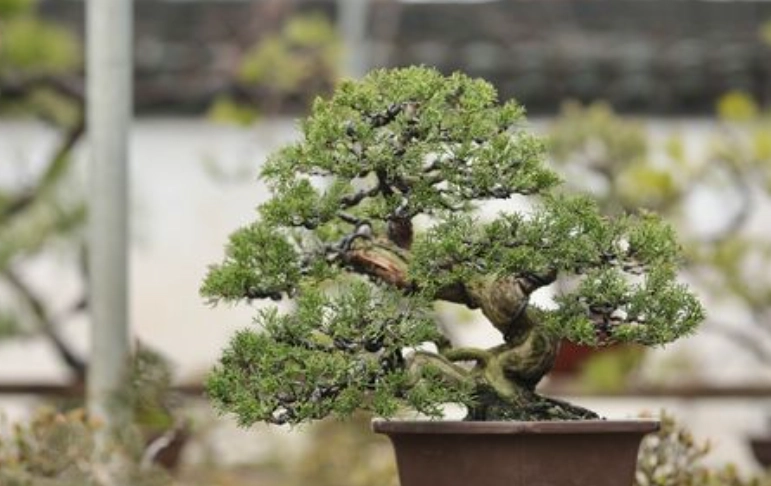 真柏盆栽價格 真柏盆栽價格