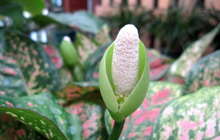 黛粉葉繁殖方法