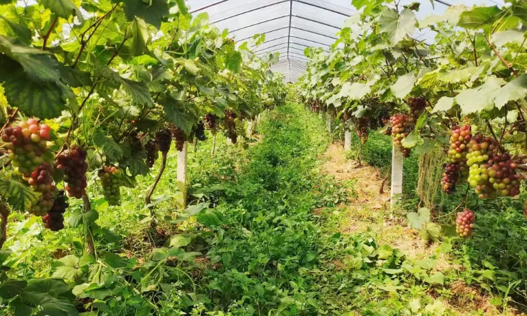 萄葡病虫害防治