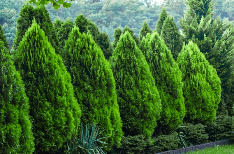 柏樹病蟲害防治 柏樹病蟲害防治