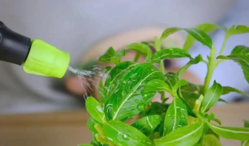 自來水澆花 自來水澆花