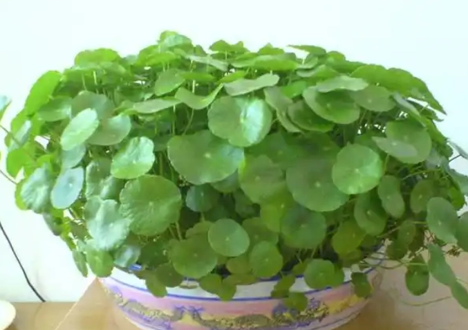 金錢草種植技巧