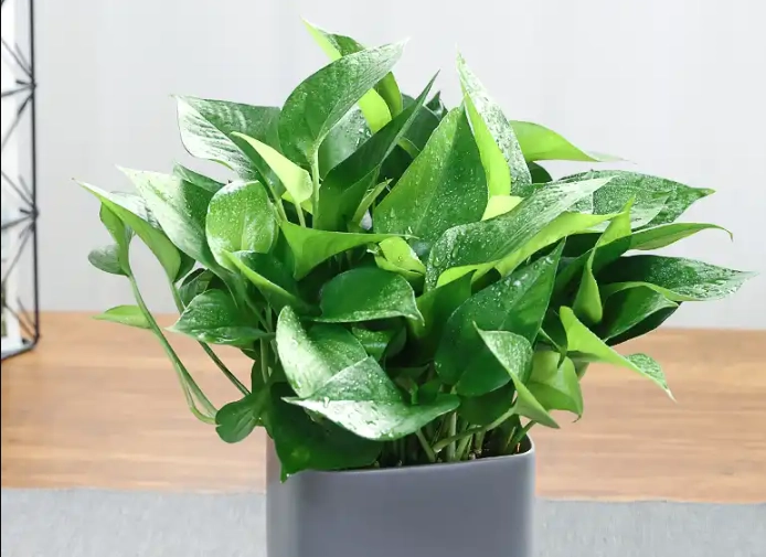 室内植物推荐 室内植物推荐