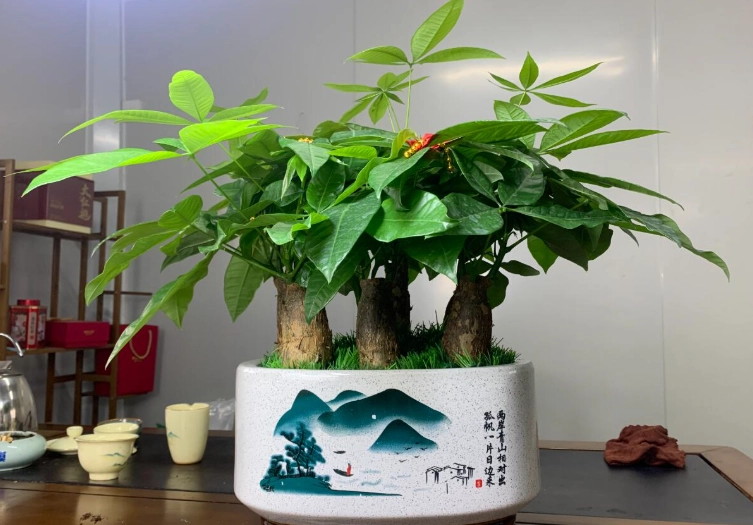 發財樹修剪方法 發財樹修剪方法