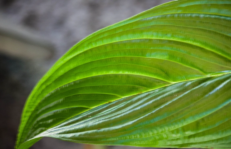 植物葉子下垂解決