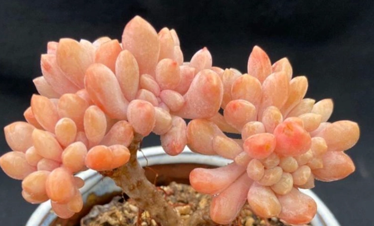 多肉養護技巧 多肉養護技巧