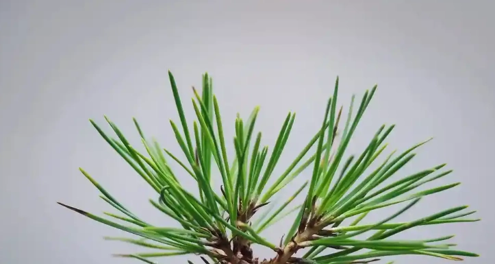 黑松葉子下垂原因