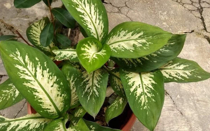 觀葉植物修剪 觀葉植物修剪